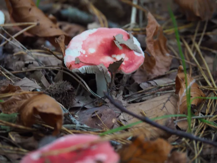 Vagevuurbos en Lippensgoed-Bulskampveld (België)